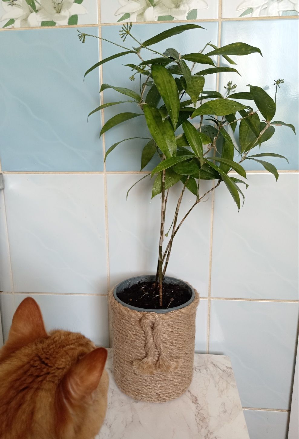 Драцена Суркулоза