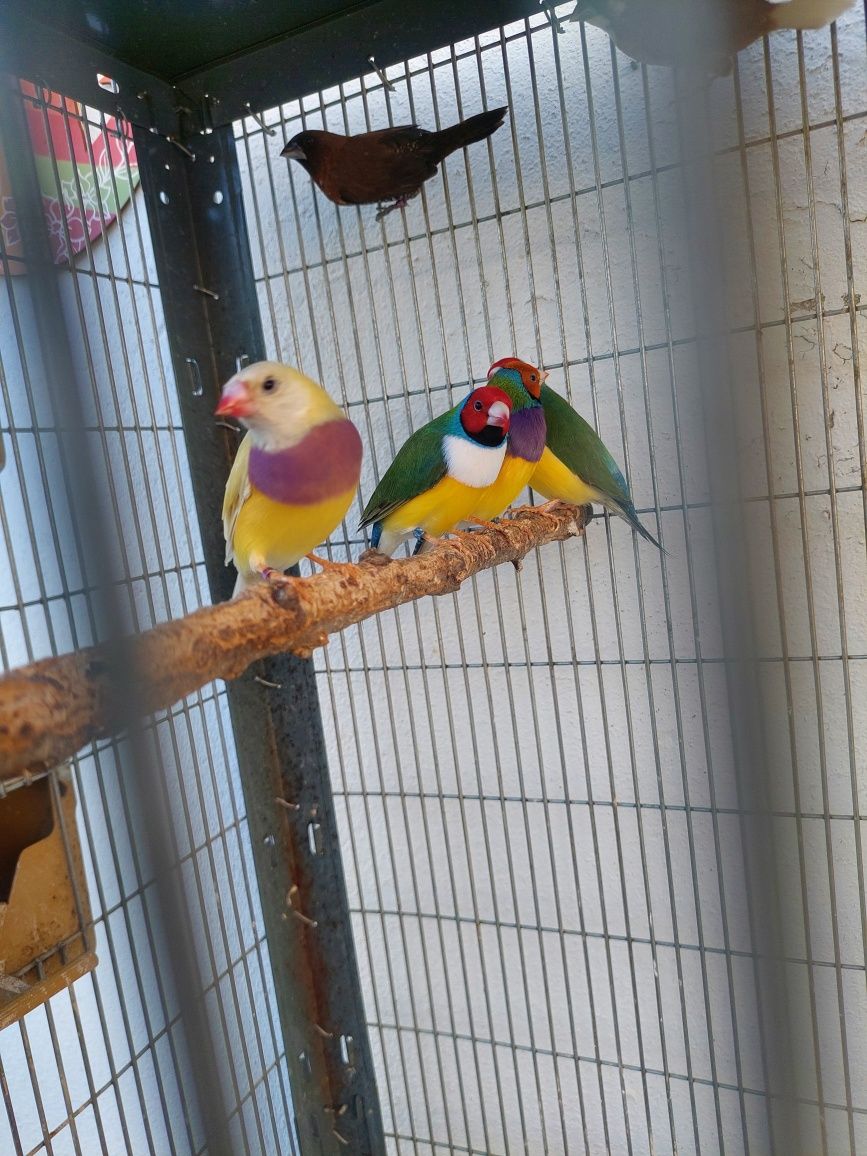 Diamantes de gould