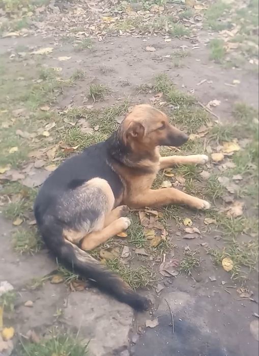 Собачки. Песики. Цуцики. Терміново!!!