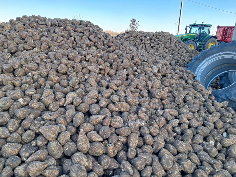 Buraki cukrowe po doczyszczarce