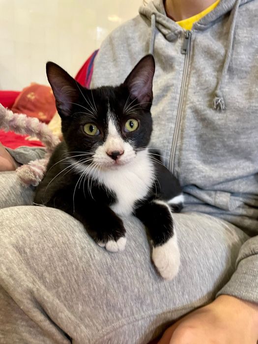 Chaplin com 4 meses procura uma família para a vida