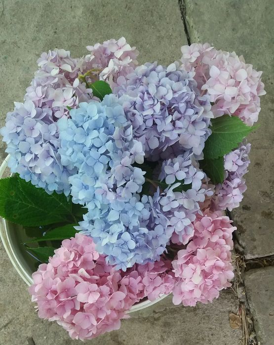 Гортензия  крупнолистная хамелеон в горшках