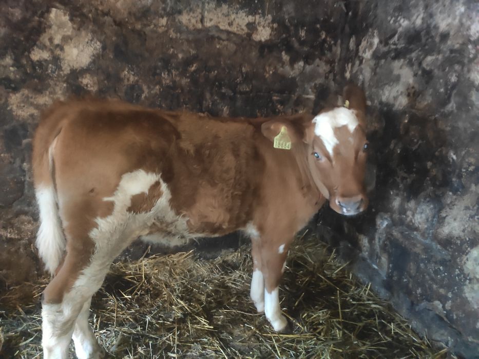 Sprzedam cieliczke rw