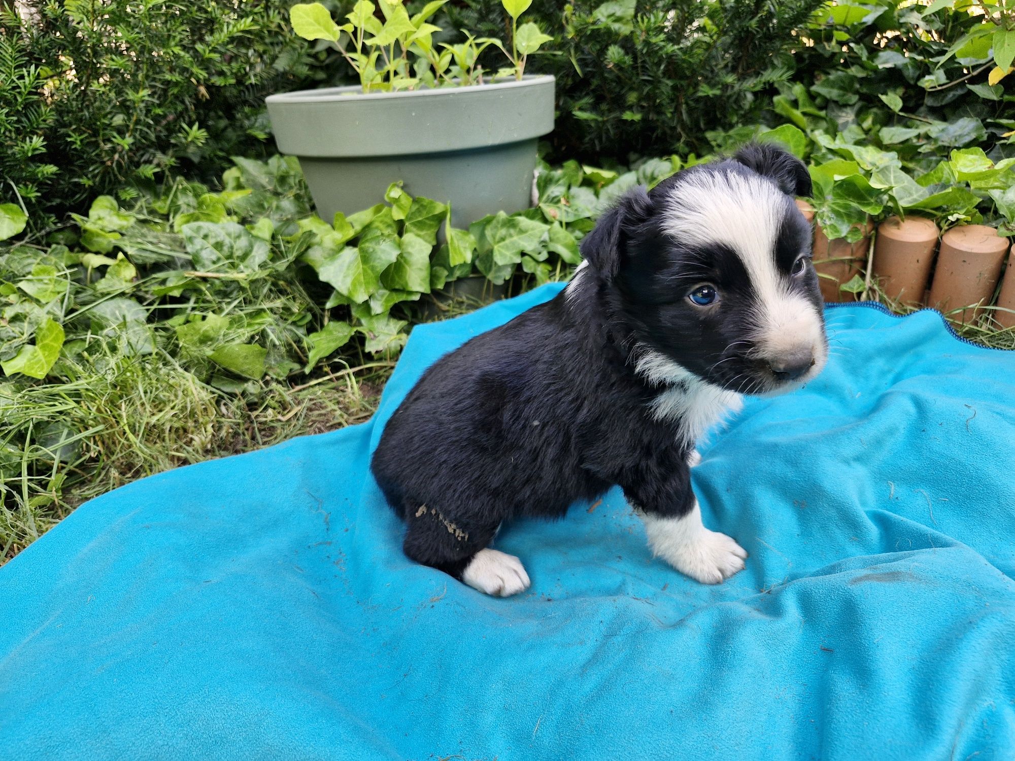 Border Collie piesek czarno biały