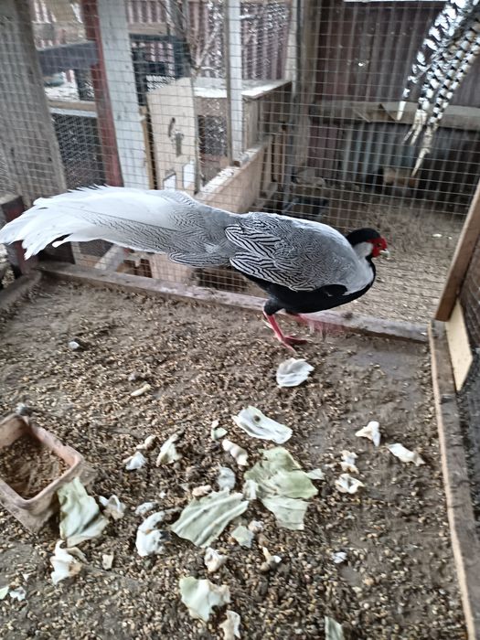 Bażanty  srebrne młode