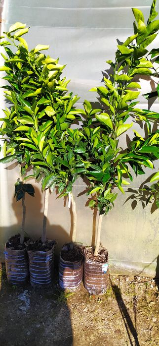 Vendo laranjeiras de sangue