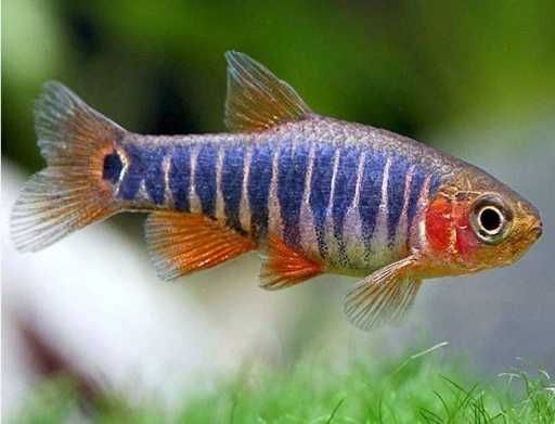 GB Microrasbora, Danio Erythromicron - dowóz ryb!