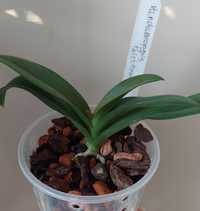 Storczyk vandaenopsis pulcherrima.