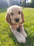 Cocker Spaniel Angielski