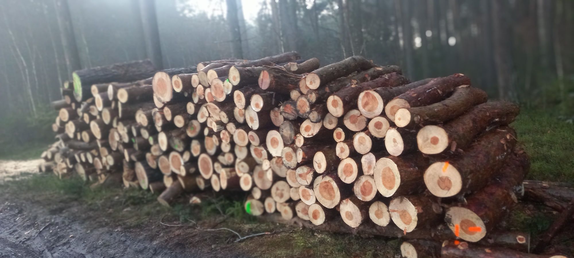 Drewno opałowe I kominkowe obniżka cen