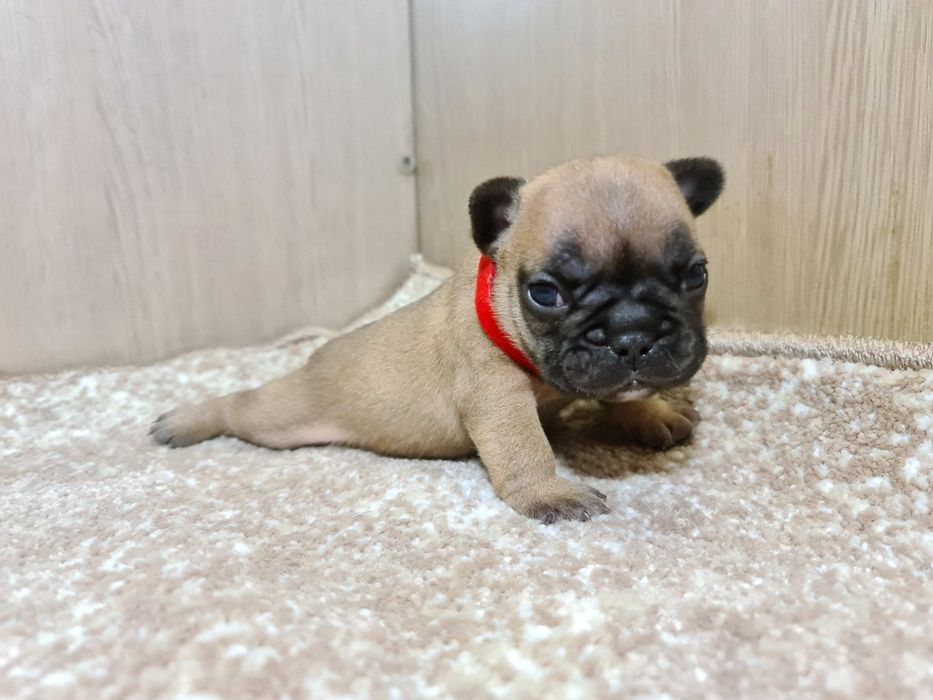 Девочки и мальчики французского бульдого голубого окраса.