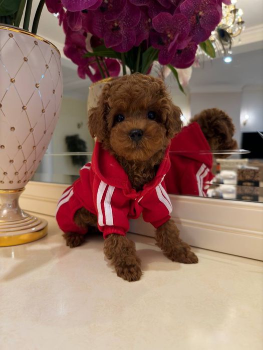 Мальтипу різних забарвленнь міні з чіпом