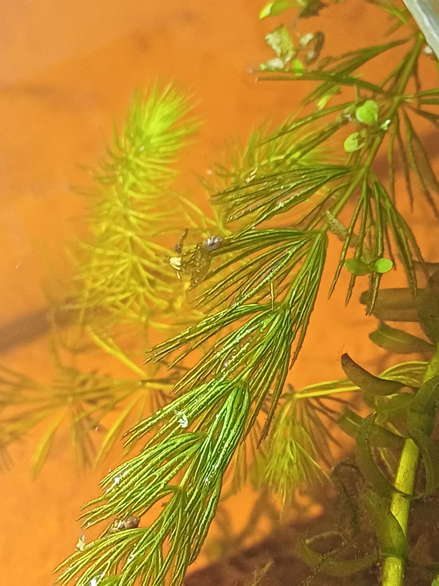plantas aquáticas foxtail ,elodeas , e flutuantes