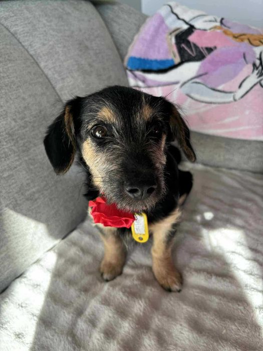 Doli mały szczeniak do adopcji