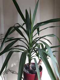 Продам юкка висота рослини 60 см