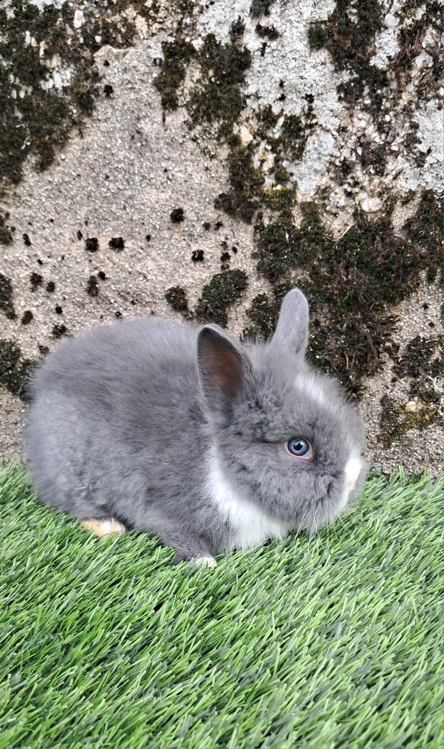 Coelho Anão Angora
