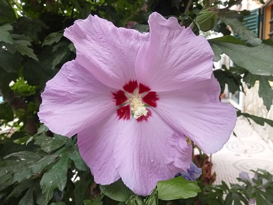 Sementes Hibisco da Síria