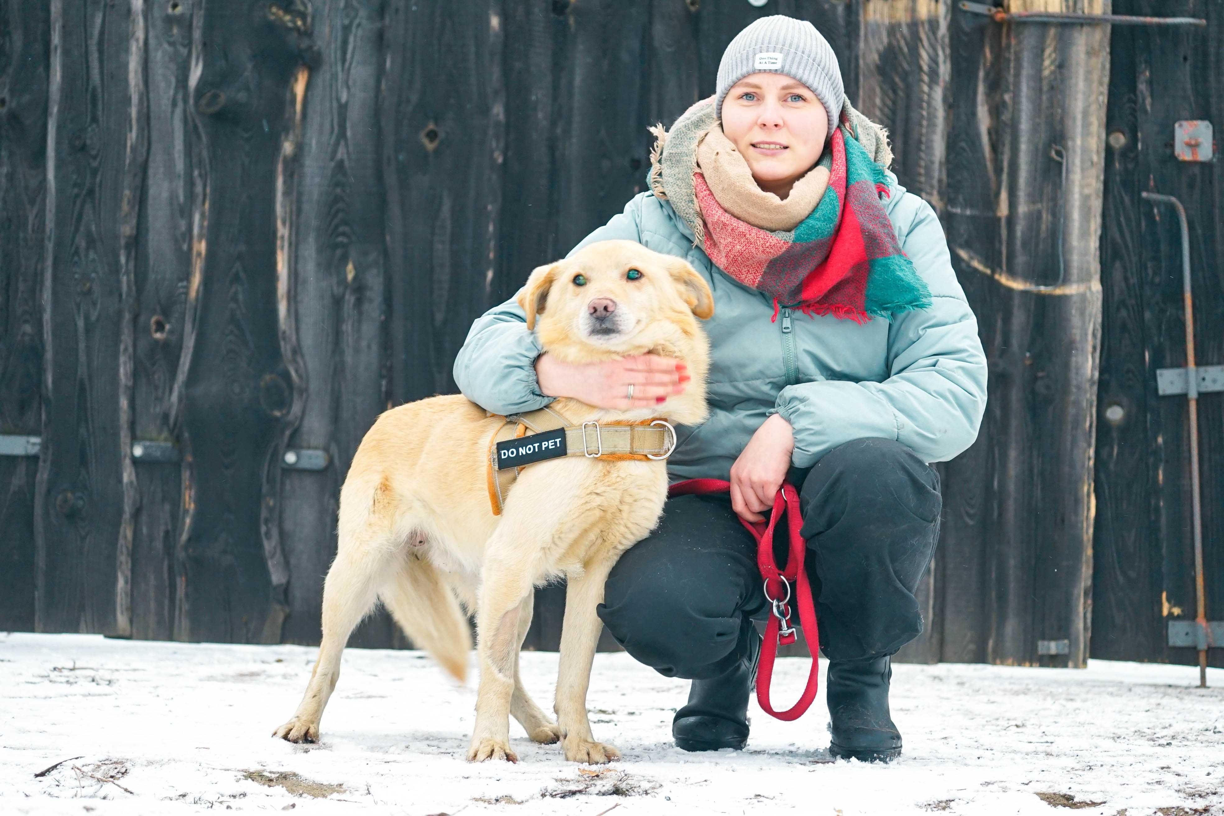 Robaczek - niewidomy psiak szuka domu, labrador