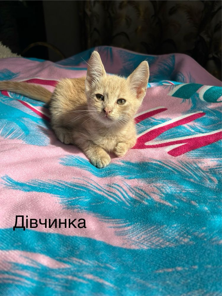 Котики в добрі руки
