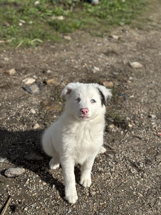 Border Collie azul merle