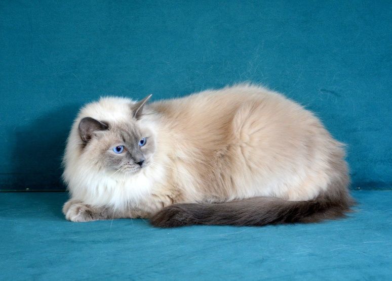 CUDOWNA kotka Ragdoll blue colourpoint po CHAMPIONIE