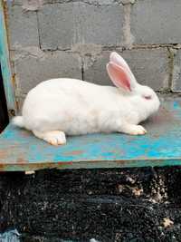Самки кроликов породы белый паннон