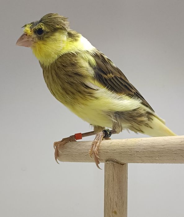 Kanarek kanarki slavujar