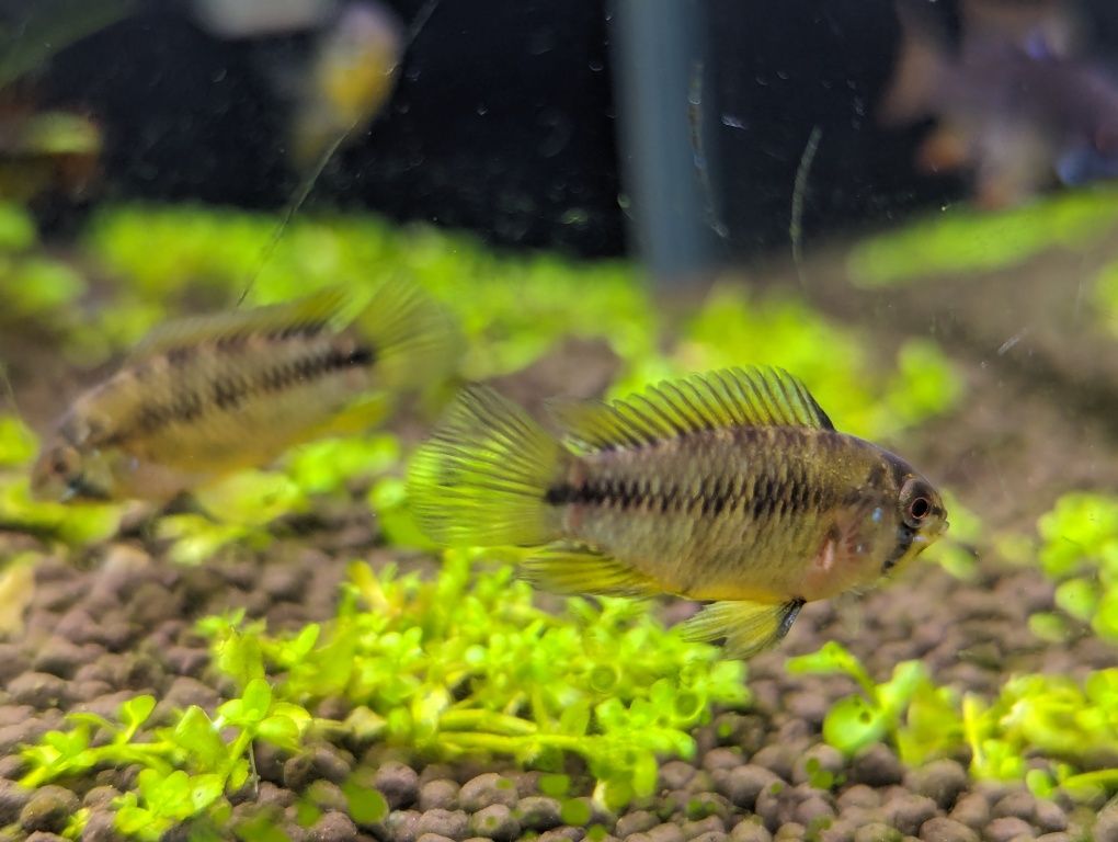 apistogramma  borelli