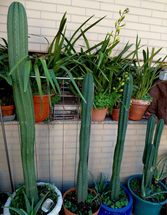 Catus S.Pedro. Vendo