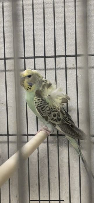 Casal de periquitos horogromos