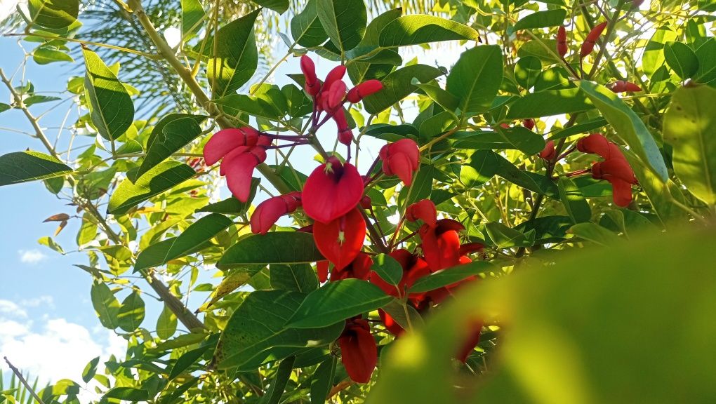 Planta canna indica e crista galli