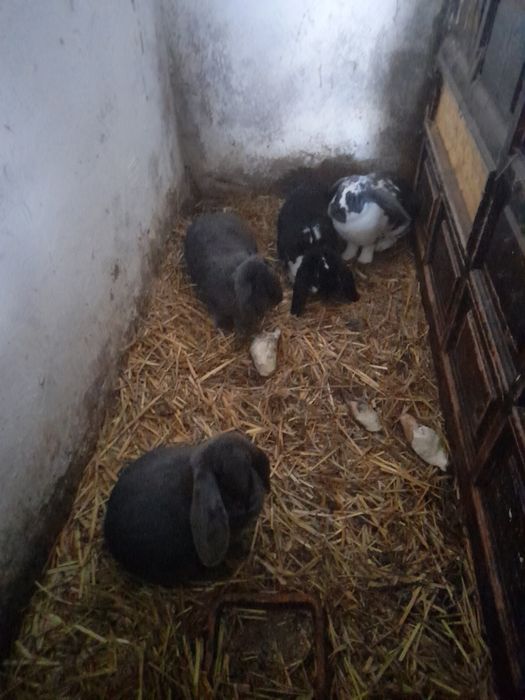 Samice baran francuski