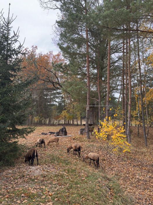 Agro-relax pod dębem