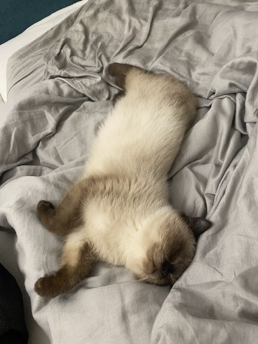 Британське кошеня