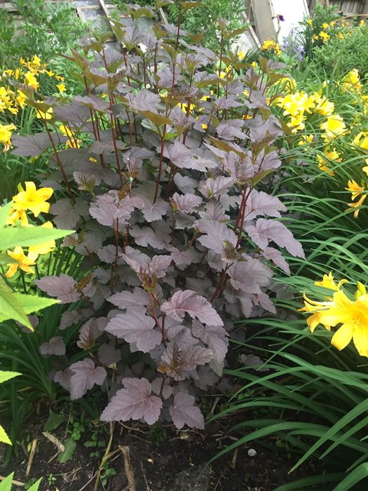 Самшит, ялівець, туя, пухироплодник, вейгела, гейхера продажа