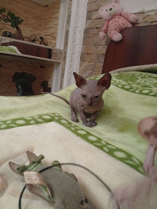 Канадский сфинкс