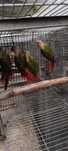 Varias aves Pyrhuras