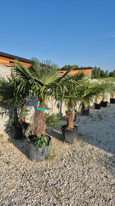 Yucca rostrata.  Trachycarpus fortunei.  Palma mrozoodporna