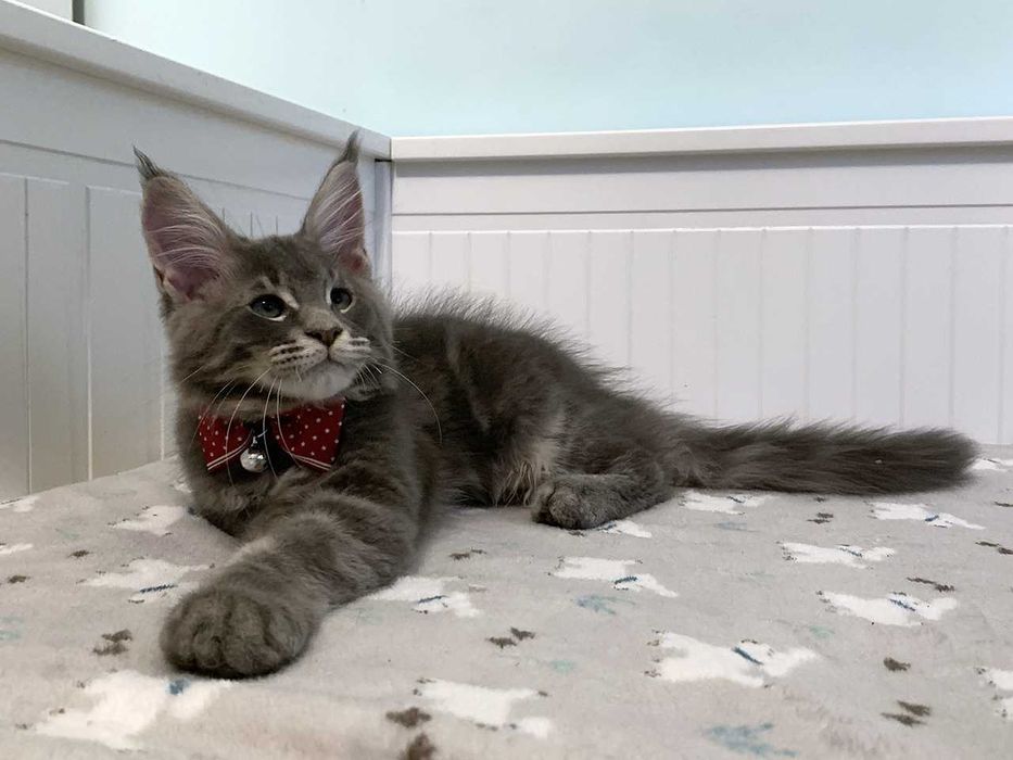 Zarezerwowany – niebieski - kocur Maine Coon FPL – Wrocław