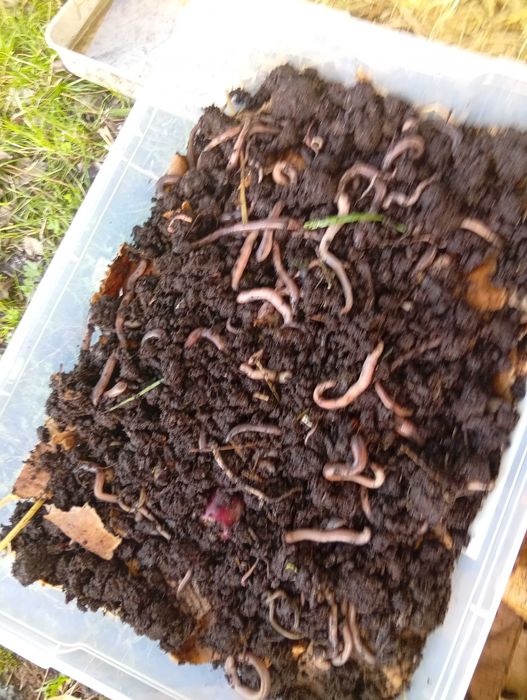 Minhocas Grandes