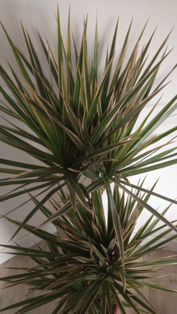 Dracena marginata