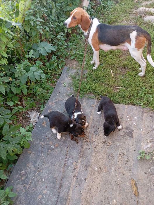 Продаються цуценята естонка гонча