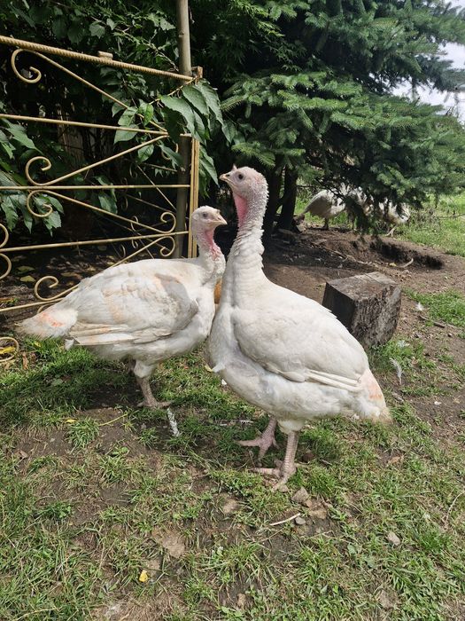 Indyki mięsne z wolnego wybiegu BIG 6 oraz gesi