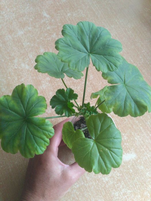 Пеларгонія сортова Ерік,DiaZ,Bonas,ТА,МальТа,Шовк,ТС,ЮВ,ІВ,А,СіМ