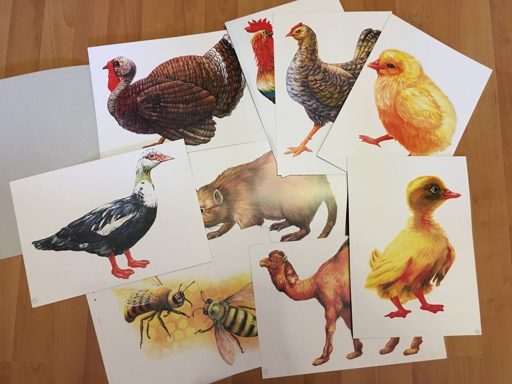 Розвиваючі картки «Птахи і тварини»