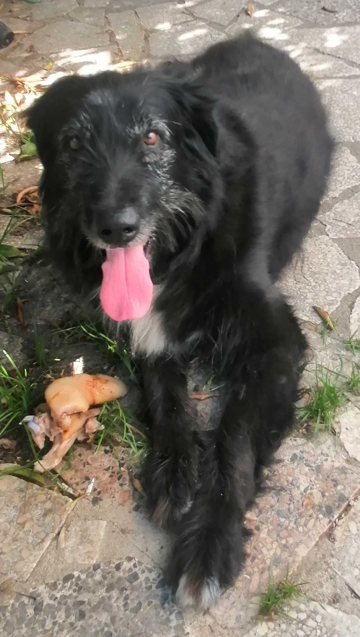 Cães machos para adopção responsável, um é Pastor Alemão