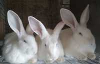 Кролики термонці