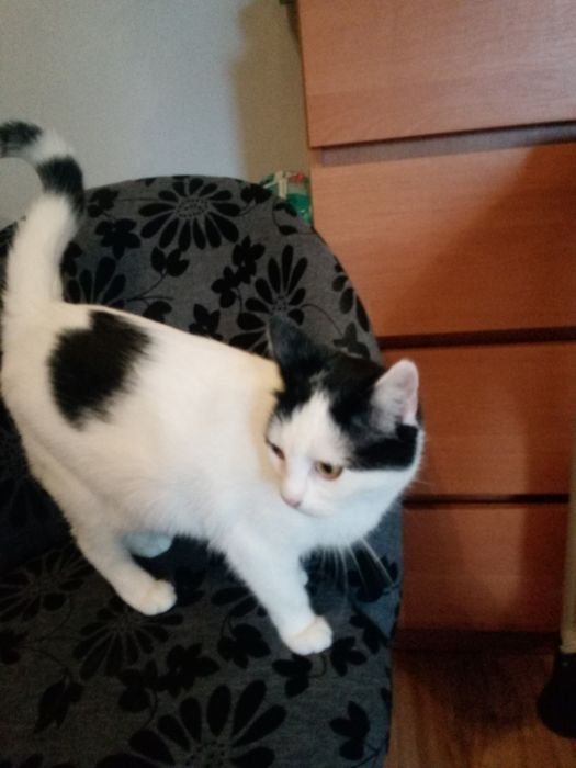 Koteczka Kleo szuka domu niewychodzącego