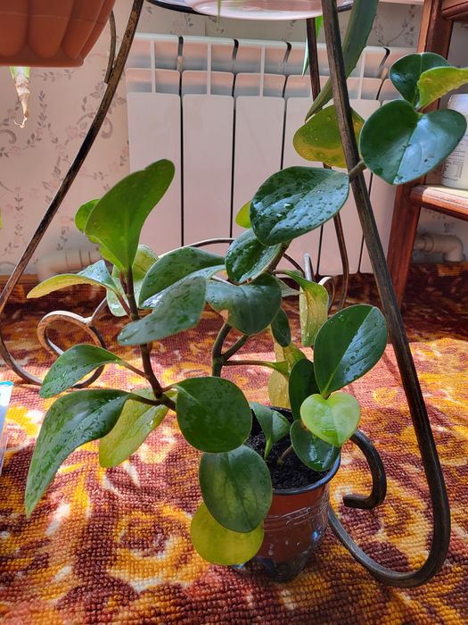 Паперомия туполистная, аглоенома