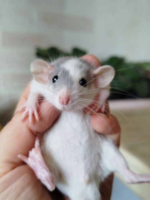 Мальчик. Крысята дамбо